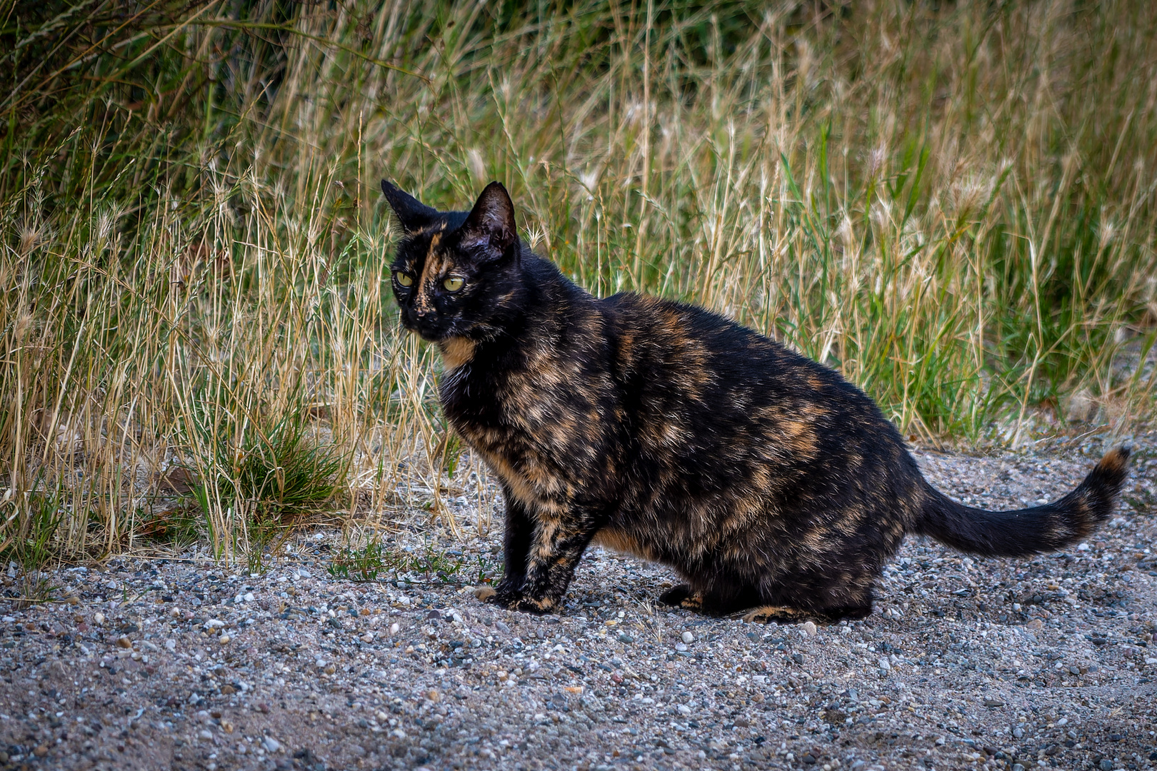 Gescheckte Katze 