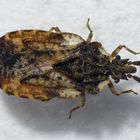 Gescheckte Rindenwanze (Aradus depressus)