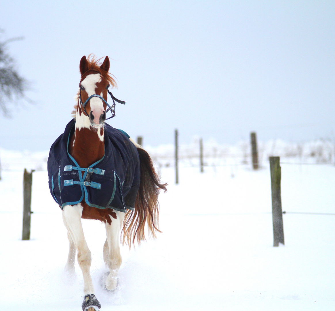 gescheckte Winterwelt