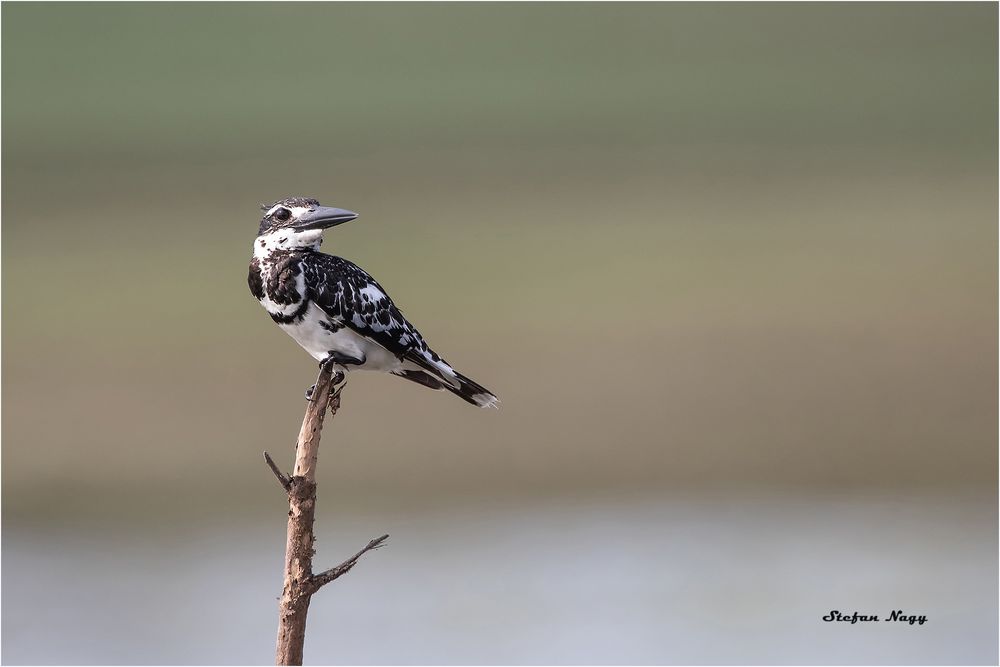 gescheckter Eisvogel, Sri Lanka