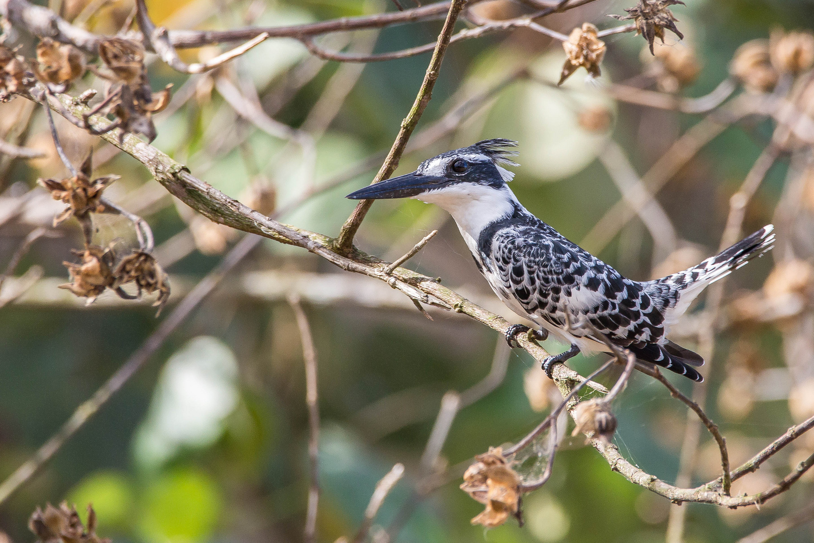 Gescheckter Eisvogel  St Lucia Südafrika