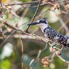 Gescheckter Eisvogel  St Lucia Südafrika