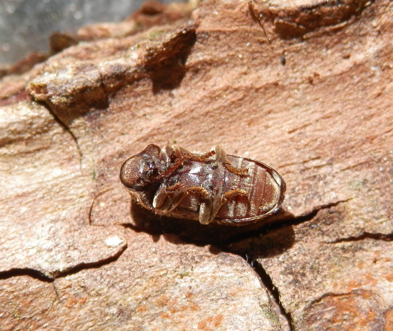 Gescheckter Nagekäfer (Xestobium rufovillosum) - ein Holzschädling