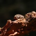 Gescheckter Nagekäfer (Xestobium rufovillosum) - ein Holzschädling