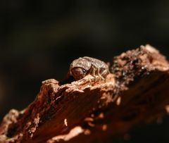 Gescheckter Nagekäfer (Xestobium rufovillosum) - ein Holzschädling