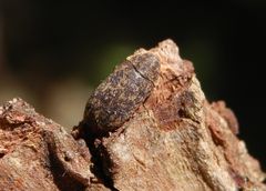 Gescheckter Nagekäfer (Xestobium rufovillosum) - ein Holzschädling