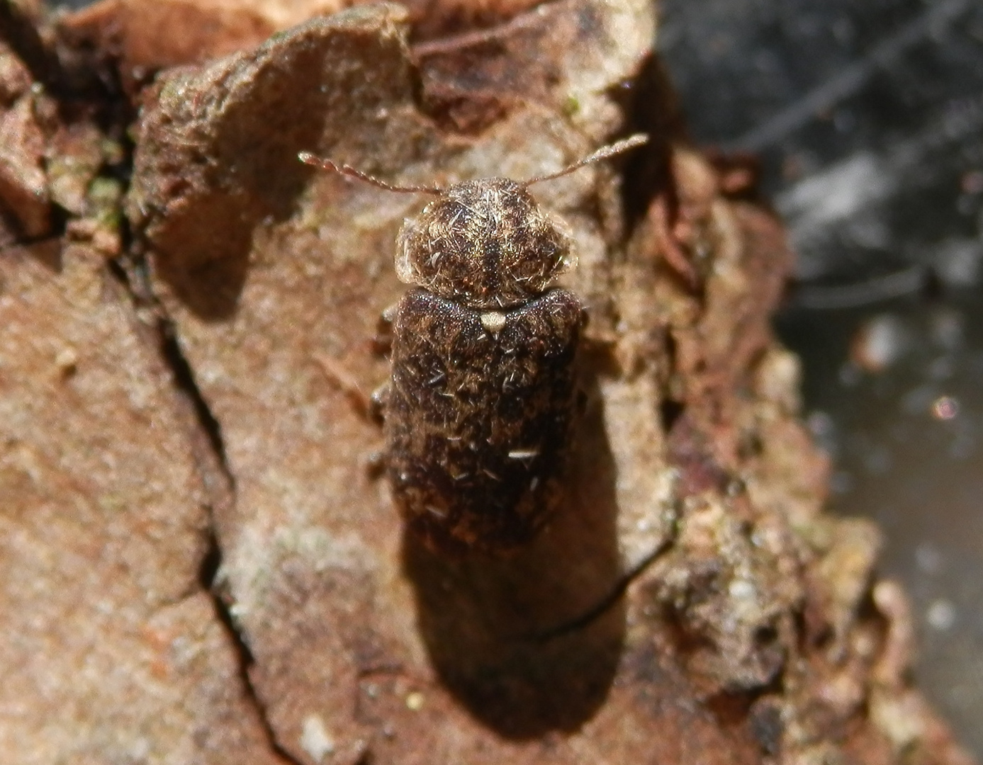 Gescheckter Nagekäfer (Xestobium rufovillosum) - ein Holzschädling Foto &  Bild
