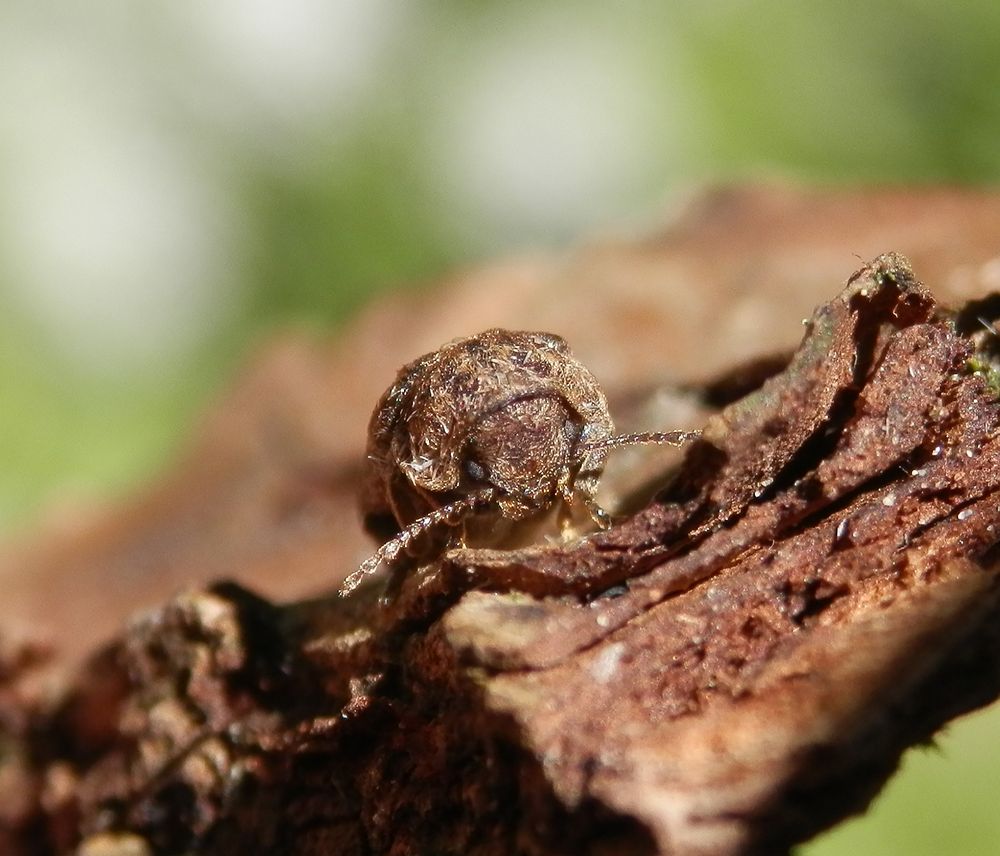 Gescheckter Nagekäfer (Xestobium rufovillosum) - ein Holzschädling