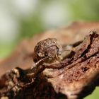 Gescheckter Nagekäfer (Xestobium rufovillosum) - ein Holzschädling