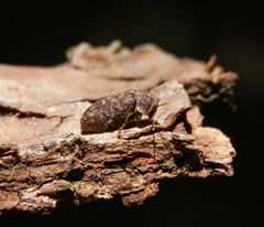 Gescheckter Nagekäfer (Xestobium rufovillosum) - ein Holzschädling