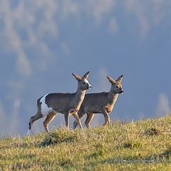 Geschecktes Reh mit weißer Blesse