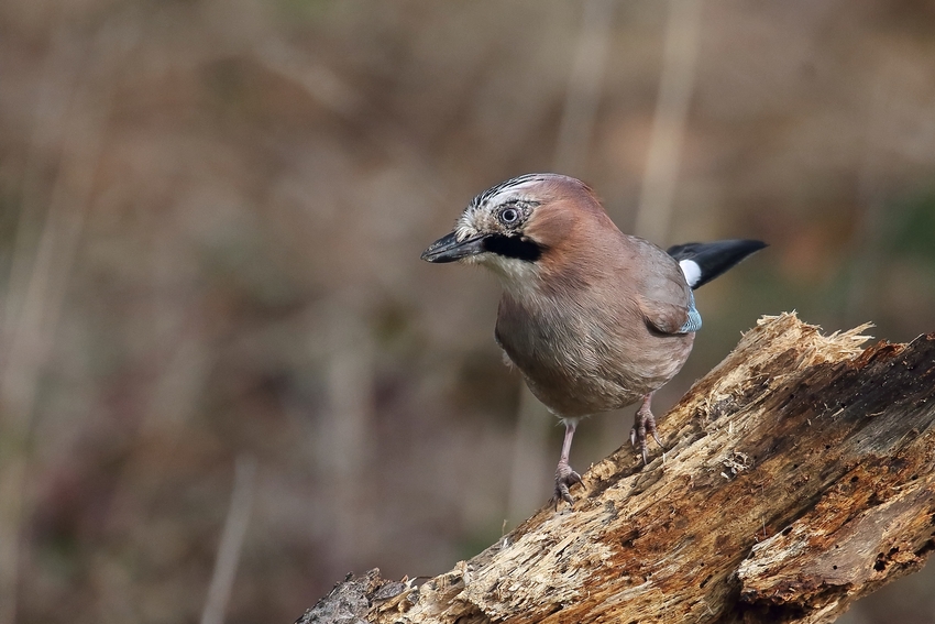 Gescheiter Waldvogel - Der Eichelhäher (Garrulus glandarius)