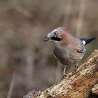 Gescheiter Waldvogel - Der Eichelhäher (Garrulus glandarius)