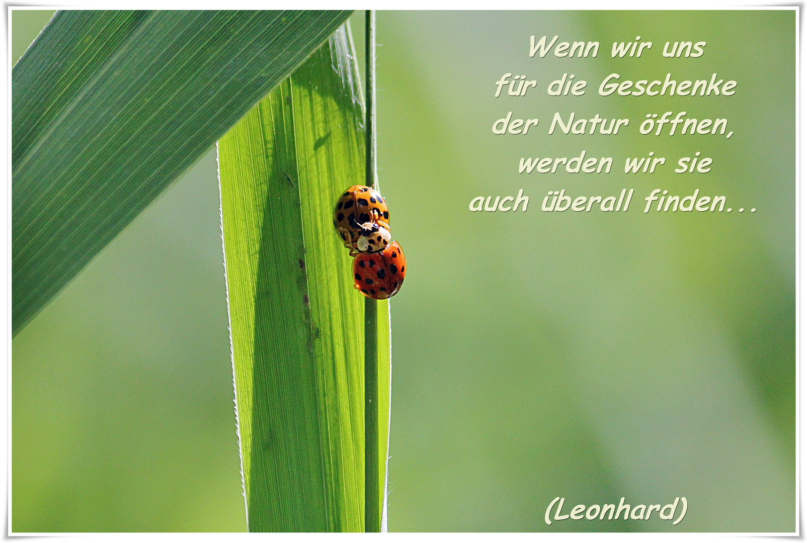 Geschenk der Natur