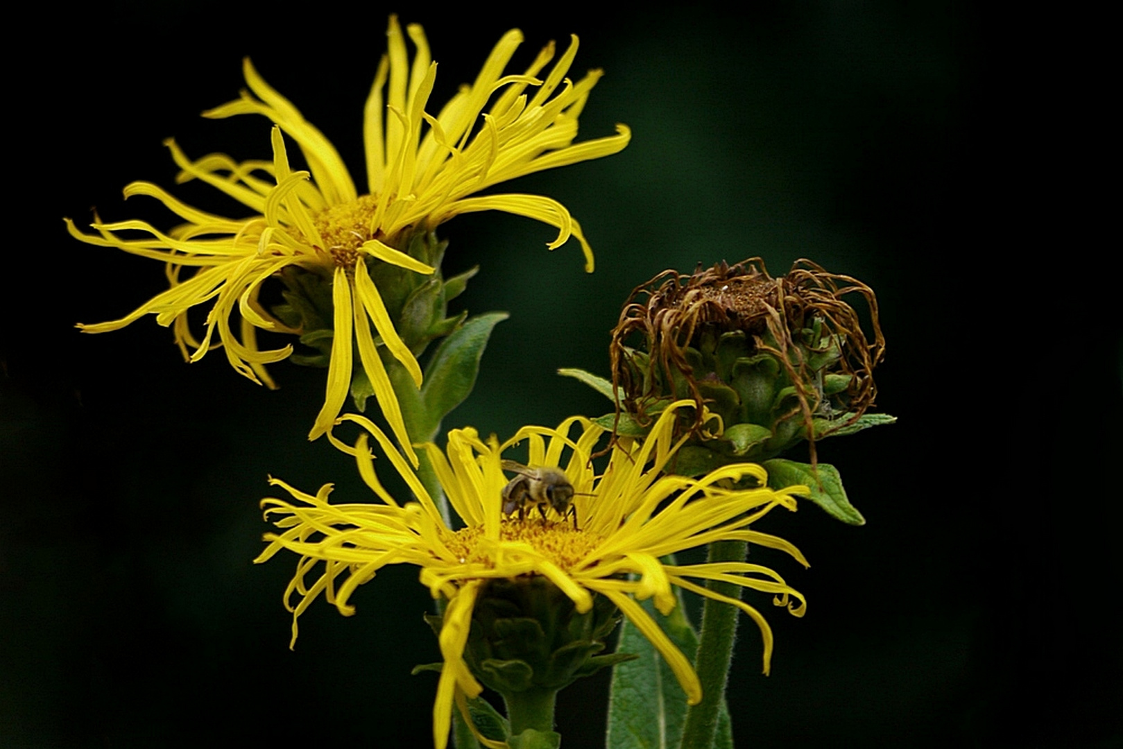 Geschenk der Natur