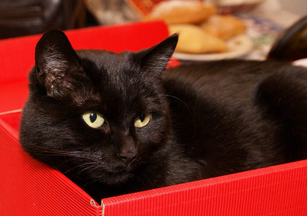 Geschenk Raus Katze Rein Foto Bild Tiere Miau Natur