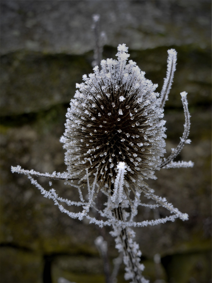 Geschenke der Natur II