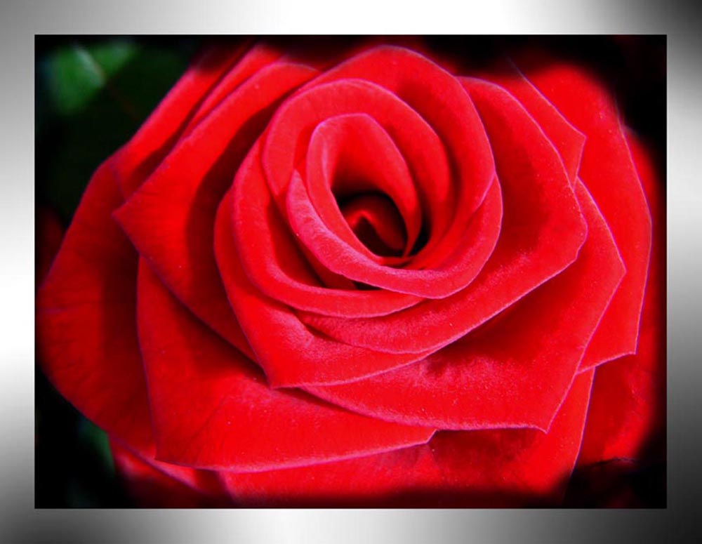 Geschenkidee zum Valentinstag - Dunkelrote Rosen