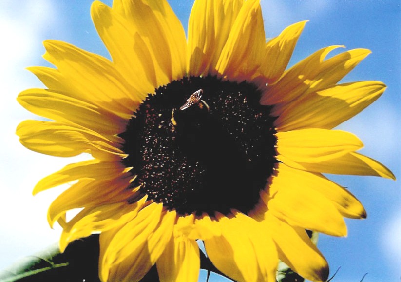 Geschichte von den Bienen und den Blumen...