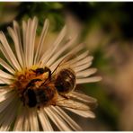 Geschichten aus dem Früherbst (I)