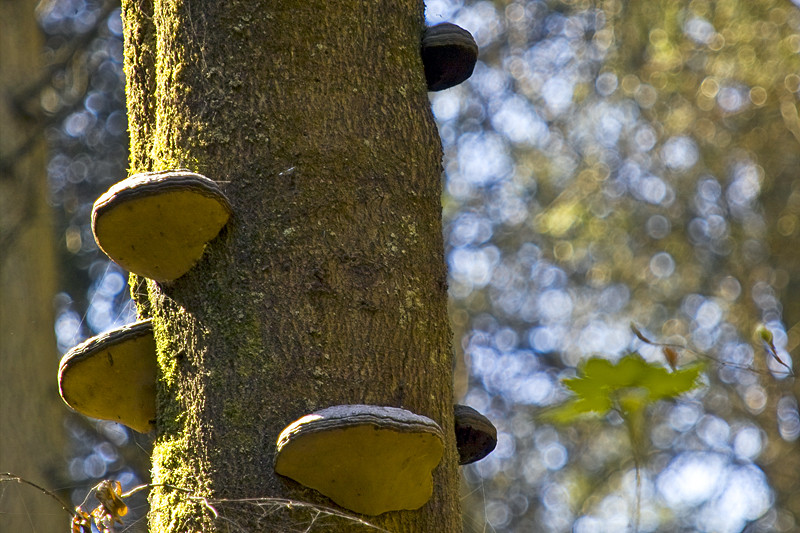 Geschichten aus dem Wald XXI