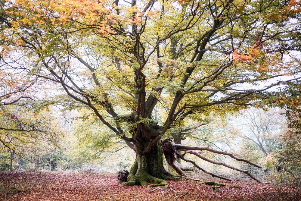 Geschichten aus dem Zauberwald