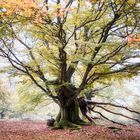 Geschichten aus dem Zauberwald