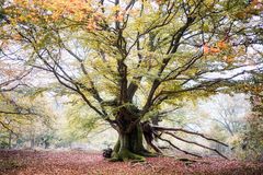 Geschichten aus dem Zauberwald