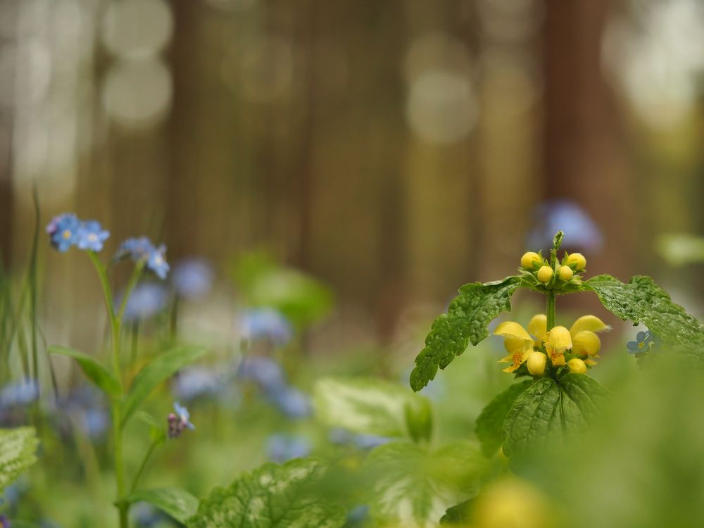 "Geschichten aus´m Wald 3"