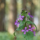 "Geschichten aus´m Wald"