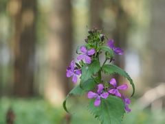 "Geschichten aus´m Wald"