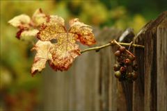 Geschichten über´n Gartenzaun °