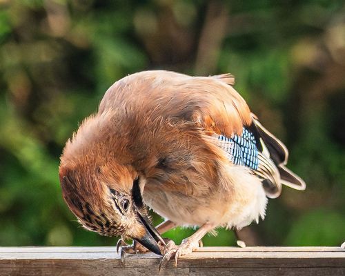 Geschick, Eichelhäher