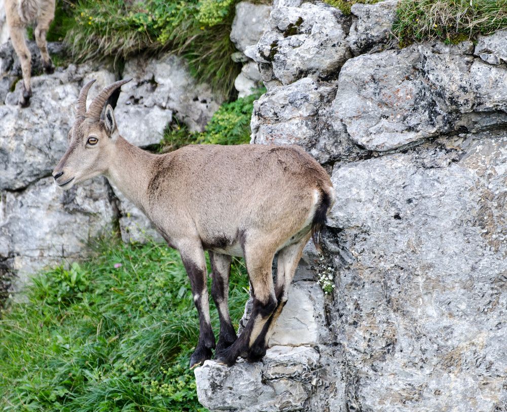 Geschickter Steinbock