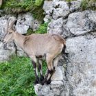 Geschickter Steinbock