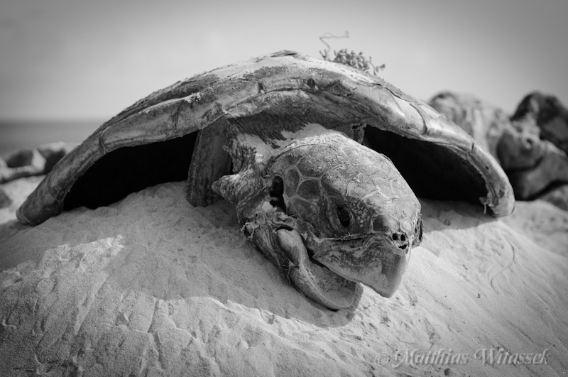 Geschlachtete Schildkröte auf Boa Vista (Kapverdische Inseln)