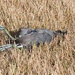 Geschlagenes Amerikanisches Bläßhuhn