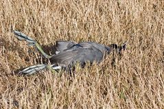 Geschlagenes Amerikanisches Bläßhuhn