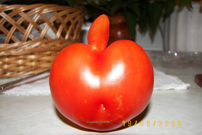 geschlechtsreife Tomate