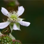 Geschlitztblättrigen Brombeere (Rubus laciniatus)