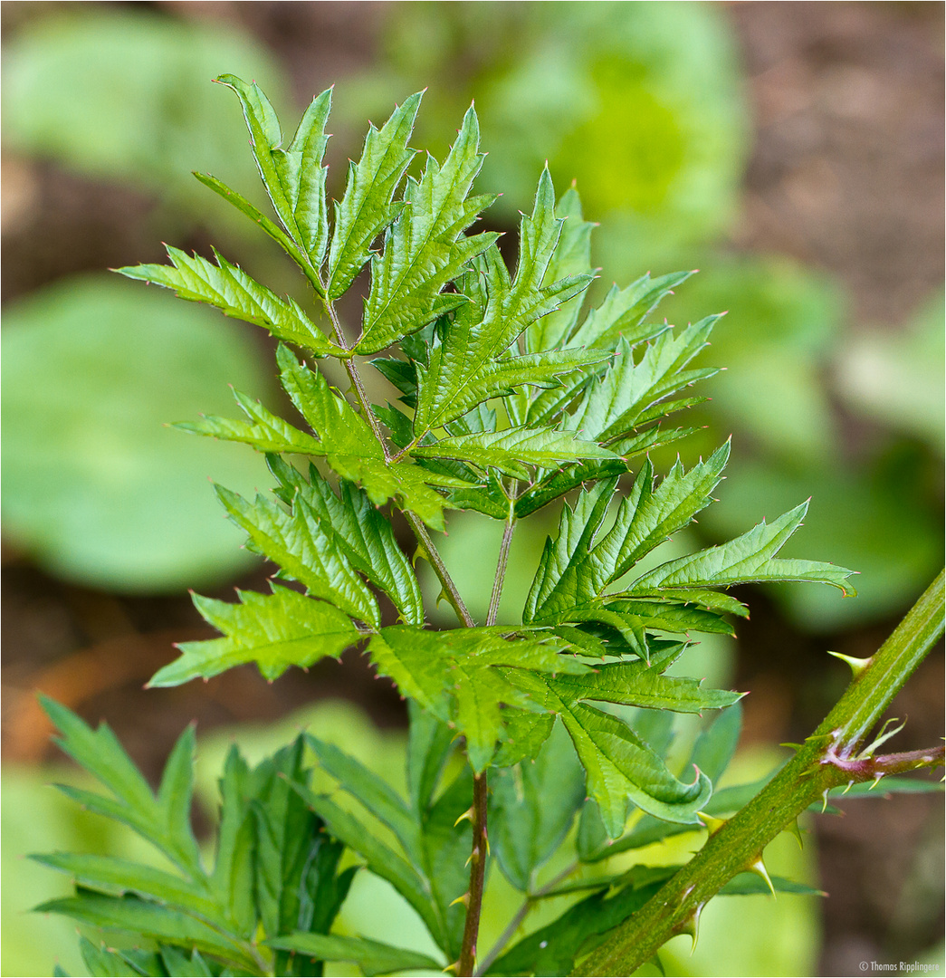 Geschlitztblättrigen Brombeere (Rubus laciniatus)..