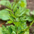 Geschlitztblättrigen Brombeere (Rubus laciniatus)..