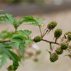 Geschlitztblättrigen Brombeere (Rubus laciniatus).