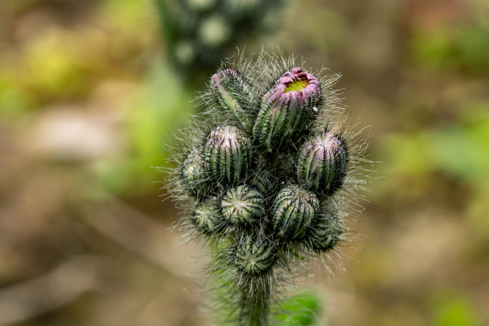 Geschlosse Blüte