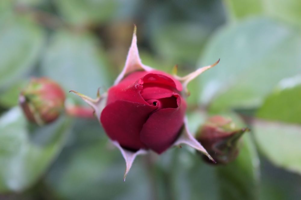 Geschlossen Rosenblüte