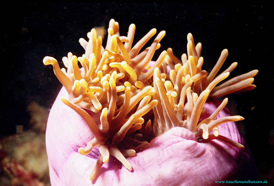 geschlossene Anemone