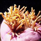 geschlossene Anemone