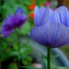 geschlossene Anemone blau