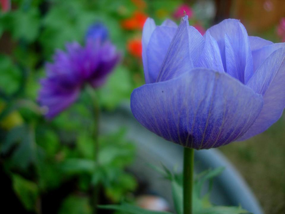 geschlossene Anemone blau