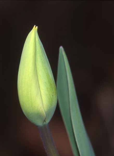 Geschlossene Blüte